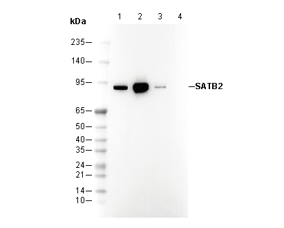 SATB2 Antibody