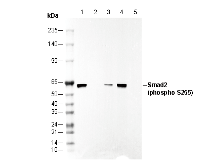 Phospho-Smad2 (Ser255) Antibody