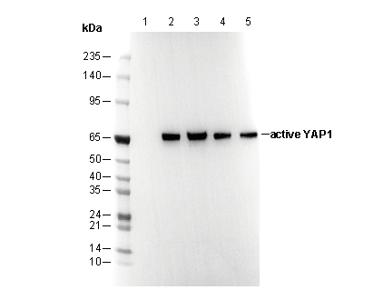 YAP1 (active) Antibody