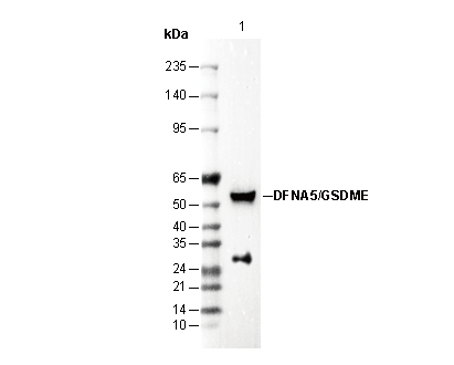DFNA5/GSDME Antibody