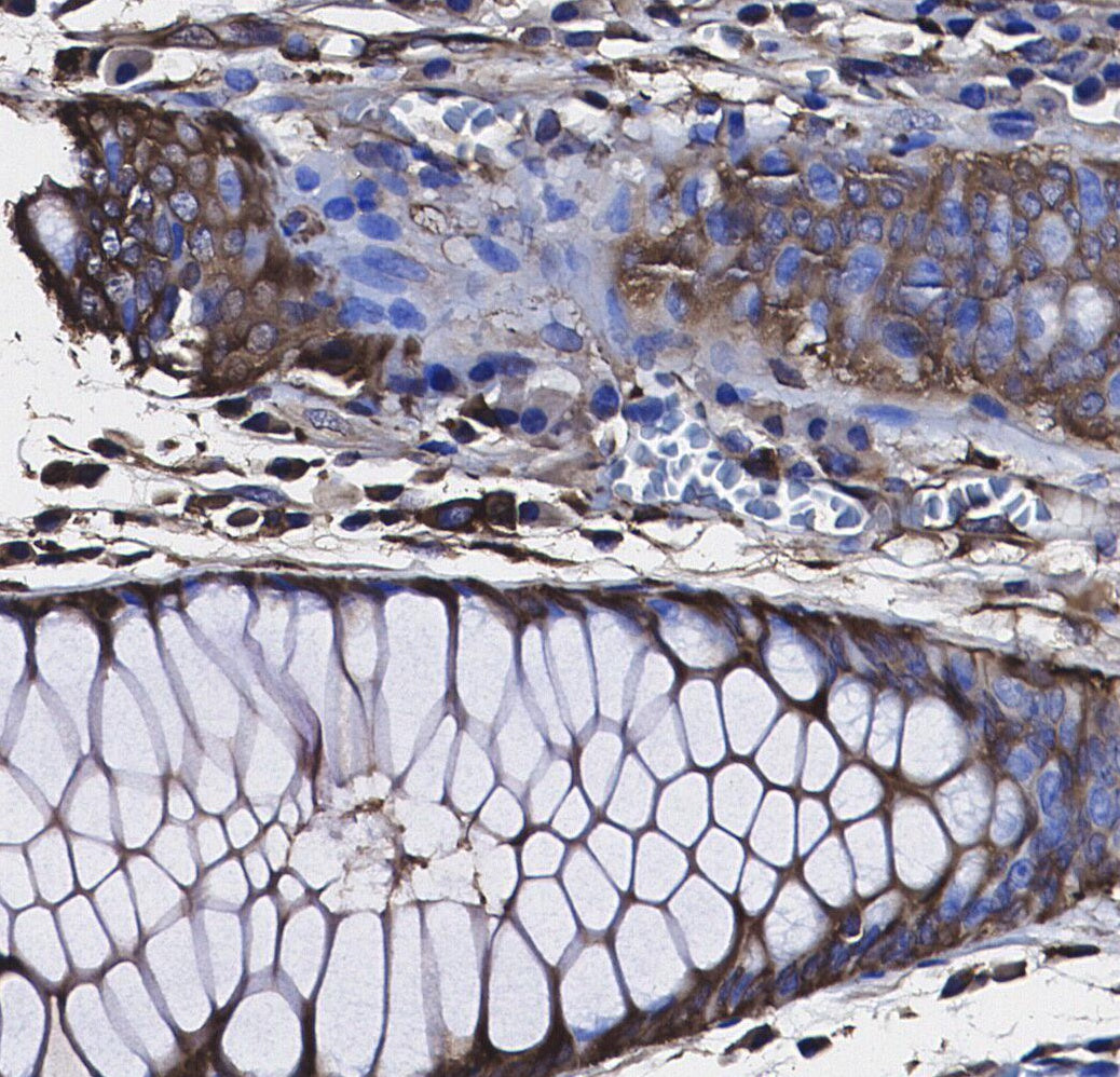 Mitochondria Antibody