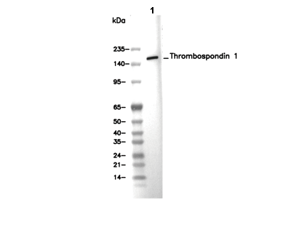 Thrombospondin 1 Antibody