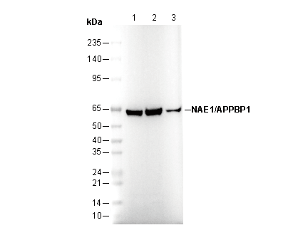 NAE1/APPBP1 Antibody