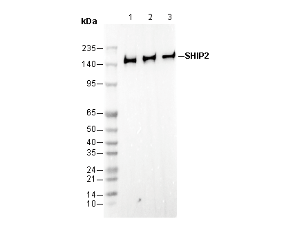 SHIP2 Antibody
