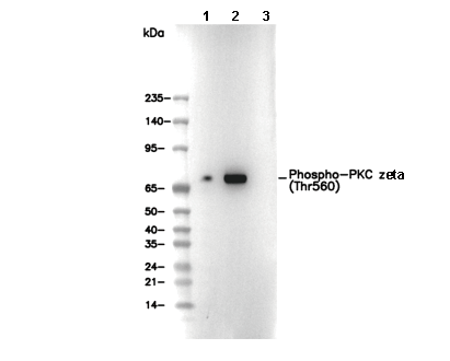 Phospho-PKC ζ (Thr560) Antibody