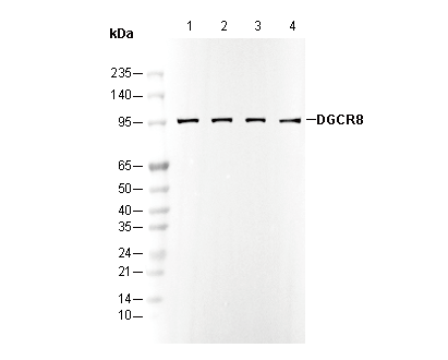 DGCR8 Antibody