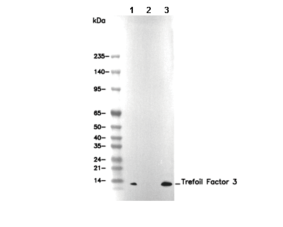 Trefoil Factor 3 Antibody