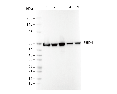 EHD1 Antibody