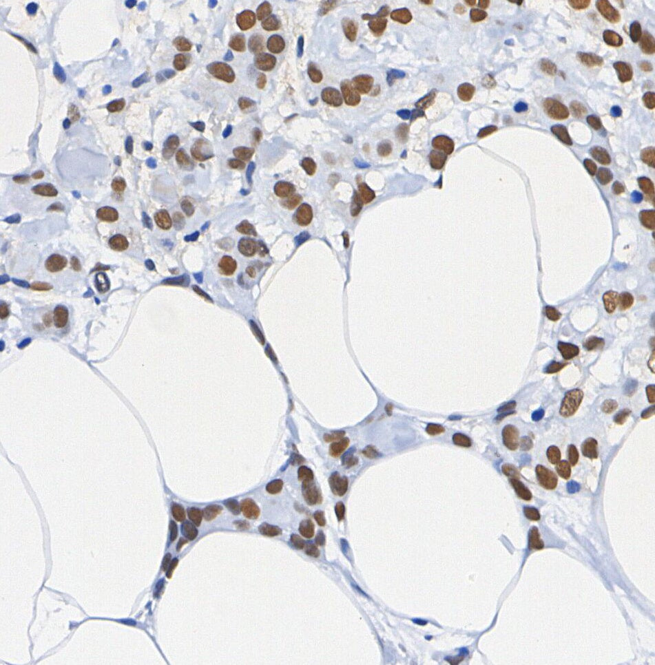Histone H3.3 Antibody