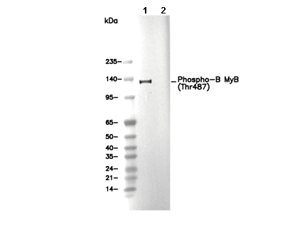 Phospho-B MyB (Thr487) Antibody