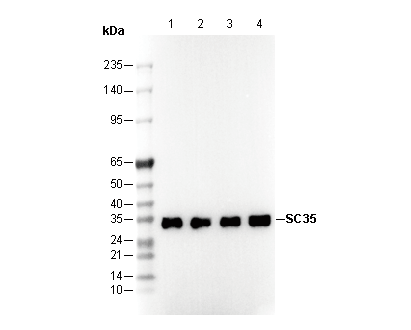 SC35 Antibody