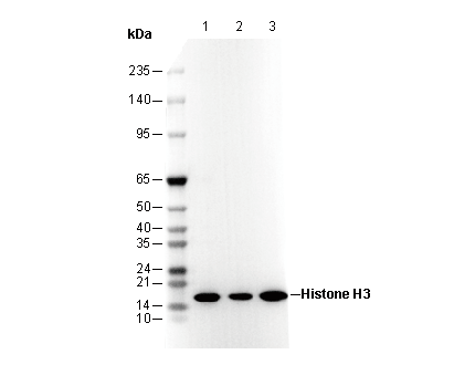 Acetyl-Histone H3 (Lys14) Antibody