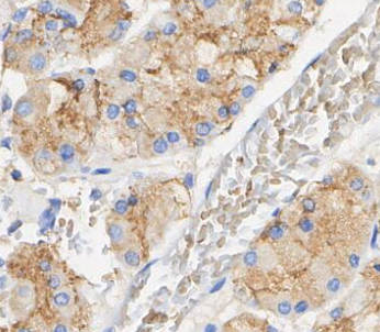 TLR4 Antibody