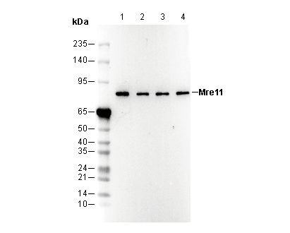 Mre11 Antibody