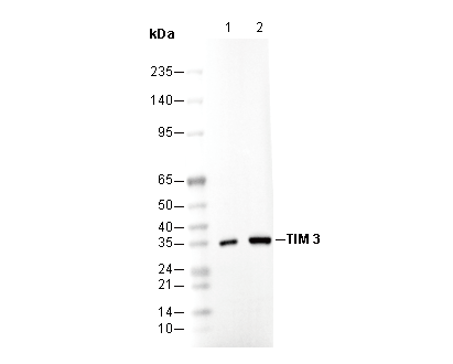 TIM 3 Antibody