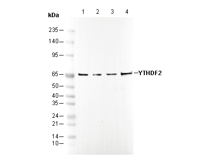 YTHDF2 Antibody