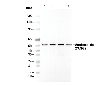 Angiopoietin 2/ANG2 Antibody
