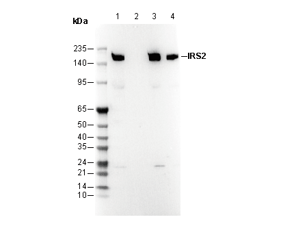 IRS2 Antibody