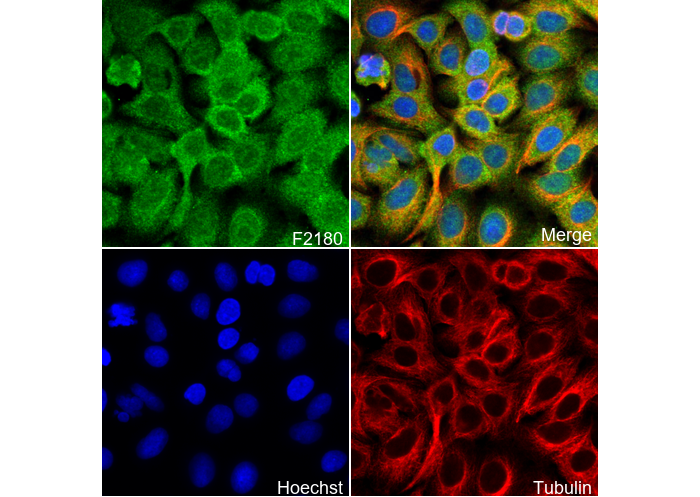 GDF11 + GDF8/Myostatin Antibody