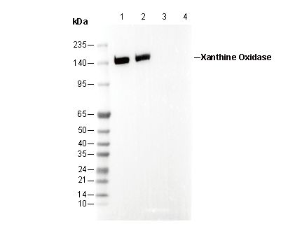 Xanthine Oxidase Antibody