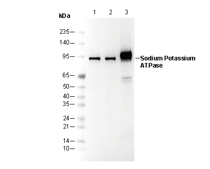 Sodium Potassium ATPase Antibody