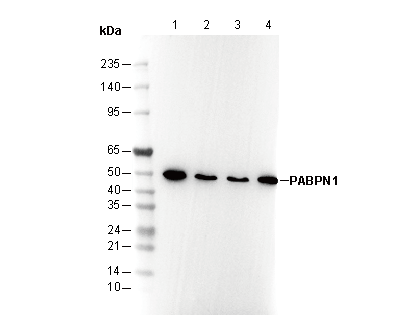 PABPN1 Antibody