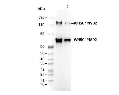 WHSC1/NSD2 Antibody