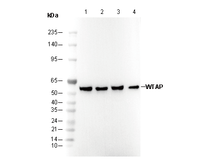 WTAP Antibody