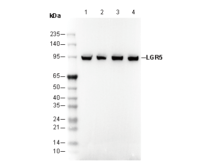 LGR5 Antibody
