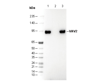 VAV2 Antibody