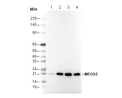 MTCO2 Antibody