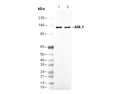 ABL1 Antibody