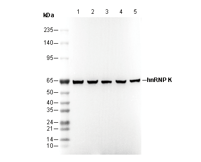 hnRNP K Antibody