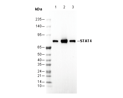 STAT4 Antibody