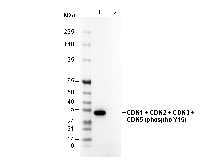 Phospho-CDK1/2/3/5 (Tyr15) Antibody