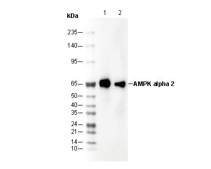 AMPK α2 Antibody