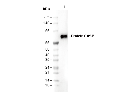 Protein CASP Antibody