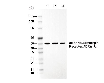 Adrenergic α 1A Receptor/ADRA1A Antibody
