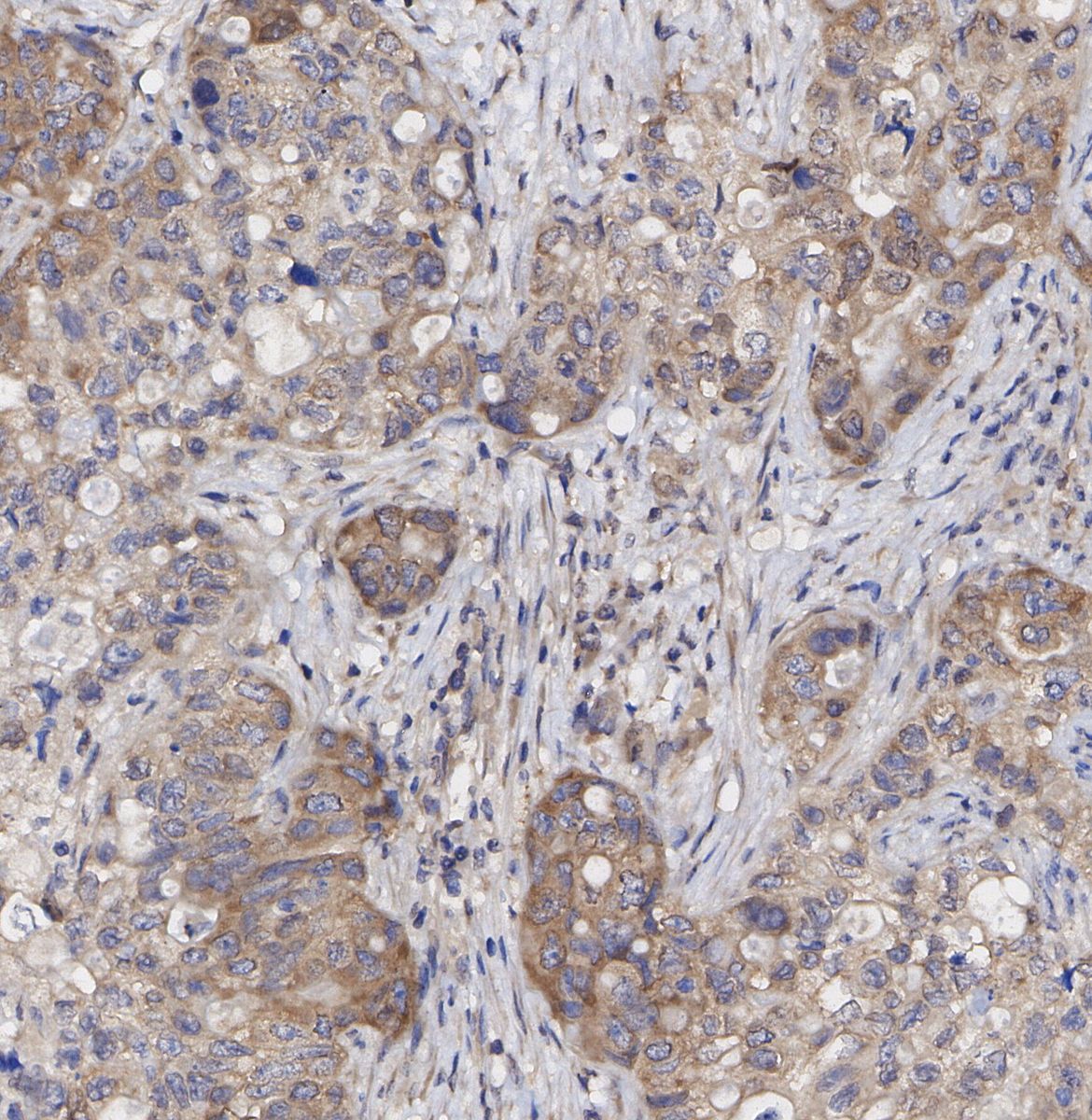 RPS10 Antibody