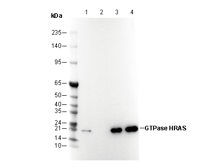 GTPase HRAS Antibody