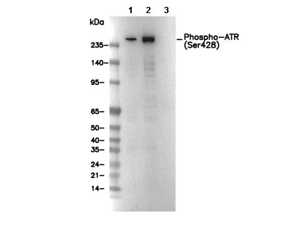 Phospho-ATR (Ser428) Antibody