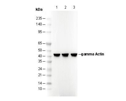 γ Actin Antibody