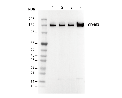 CD103 Antibody