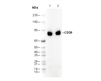 CD39 Antibody