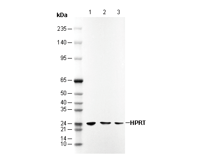HPRT Antibody