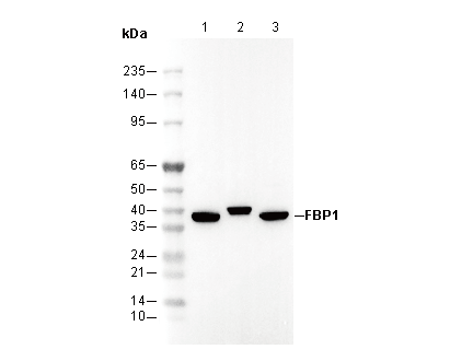 FBP1 Antibody