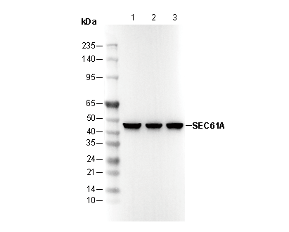 SEC61A Antibody