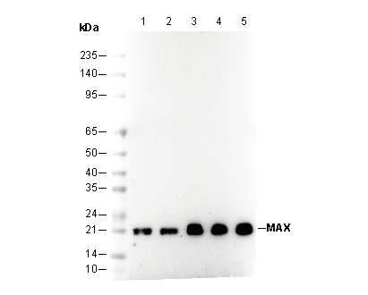 MAX Antibody