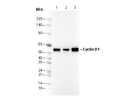 Cyclin B1 Antibody