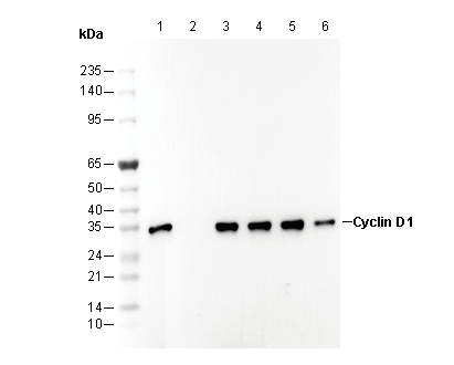 Cyclin D1 (C-terminal) Antibody